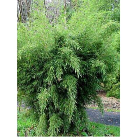 Fargesia robusta Pot de 4L/5L