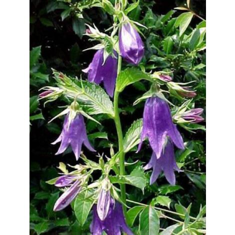 Campanule 'Kent Bell' Godet de 8/9 cm (1/5)