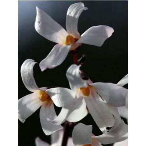 Forsythia blanc de Corée Pot de 4L/5L (1/5)