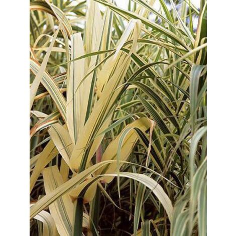 Canne de Provence 'Variegata' Godet de 8/9 cm