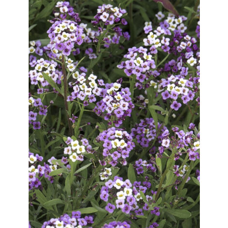 Alysse odorante 'Royal Carpet' Sachet de 0.5g