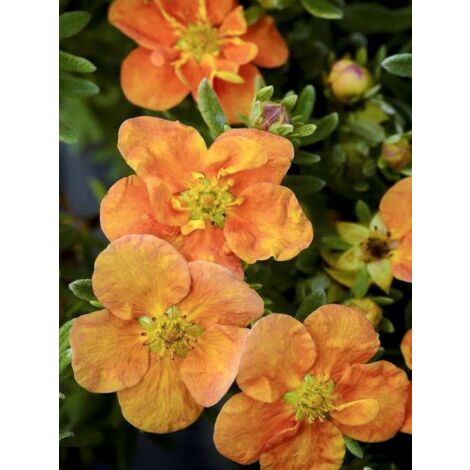 Potentille arbustive 'Orang'issima ' Pot de 4L/5L (1/3)