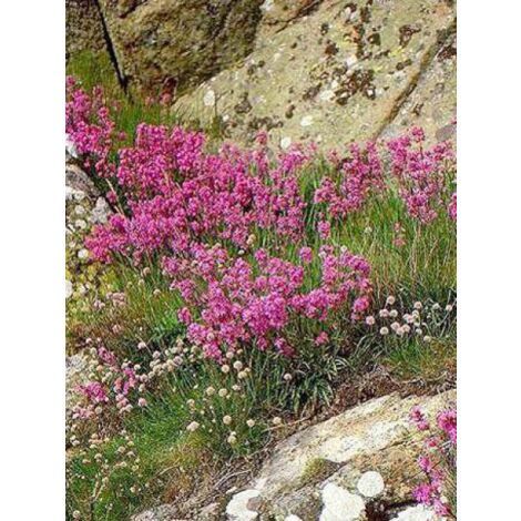 Lychnis viscaria 'Plena' Godet de 8/9 cm