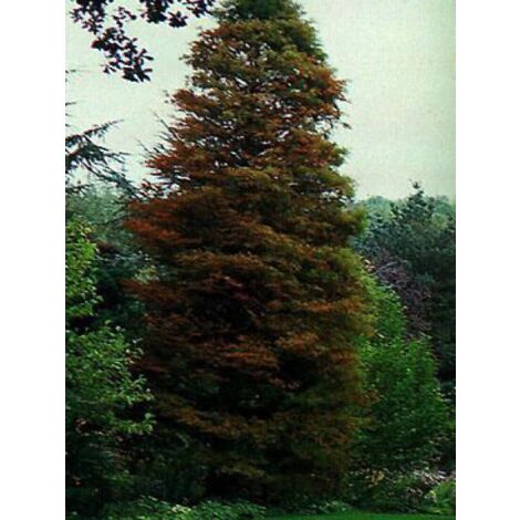 Cyprès chauve Pot de 3L/4L (1/5)