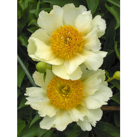 Pivoine de Chine 'Claire de Lune' Pot de 3L/4L (1/2)