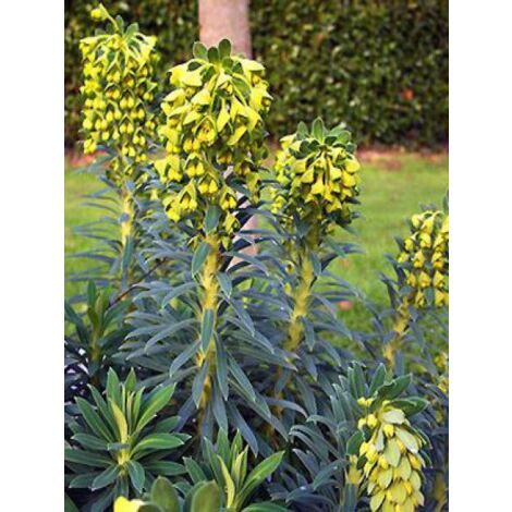Euphorbe des vallons 'Blue Wonder' Godet de 8/9 cm