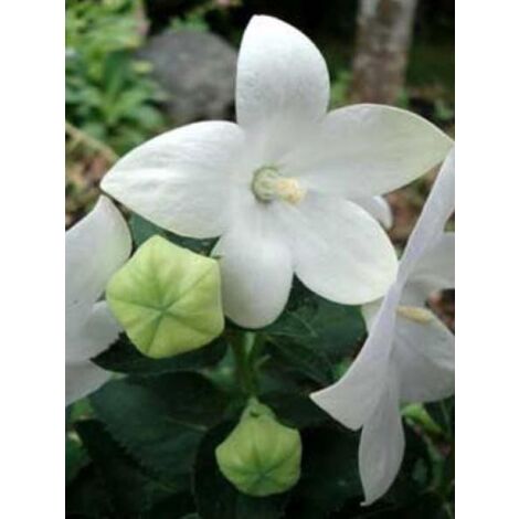 Platycodon grandiflorus 'Fuji White' Godet de 7/8 cm (1/3)