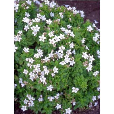 Campanule à fleurs laiteuses 'White Pouffe' Godet de 8/9 cm (1/3)