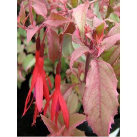 Fuchsia de Magellan 'Diversicolor' Godet de 7/8 cm (1/2)