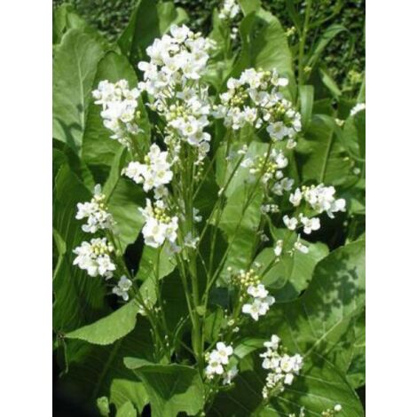 Raifort, Moutarde des Allemands Godet de 7/8 cm