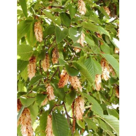 Charme houblon Pot de 7,5L/10L