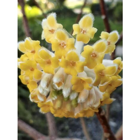 Buisson à papier 'Nanjing Gold ' Pot de 2L/3L (1/4)