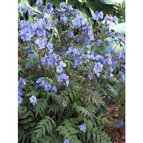 Valériane grecque 'Heaven Scent'® Godet de 8/9 cm (1/3)