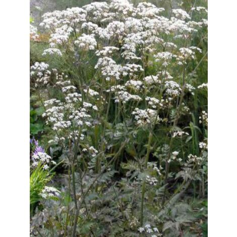 Cerfeuil 'Ravenswing' Godet de 8/9 cm (1/3)