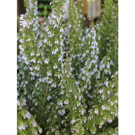 Bruyère en arbre 'Pink Joy' Pot de 4L/5L (1/3)