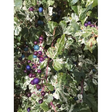 Vigne vierge 'Elegans' Pot de 3L/4L