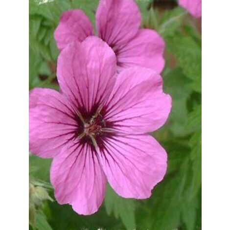 Géranium vivace 'Patricia' Godet de 8/9 cm (1/3)