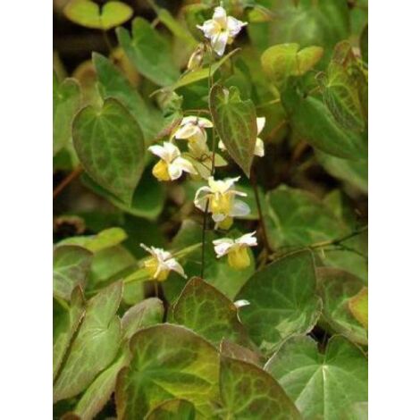 Fleur des elfes 'Sulphureum' Godet de 7/8 cm (1/3)