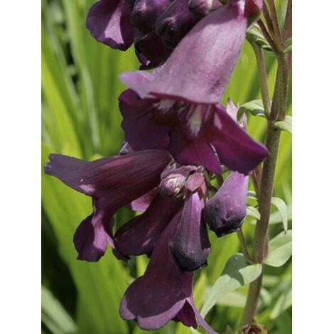 Galane 'Blackbird' Pot de 2L/3L