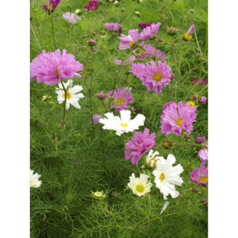 Cosmos Double en mélange le sachet de 50 graines