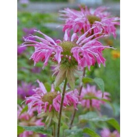Monarde 'Melissa' Godet de 8/9 cm (1/2)