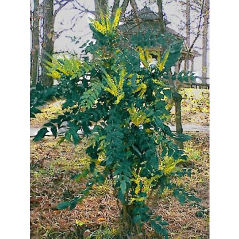 Mahonia bealei Pot de 7,5L/10L