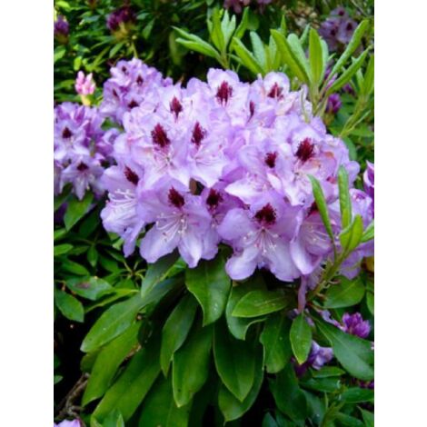 Rhododendron 'Blue jay' Pot de 4L/5L (1/3)