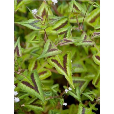 Persicaire, Renouée 'Purple Fantasy' Godet de 8/9 cm (1/4)