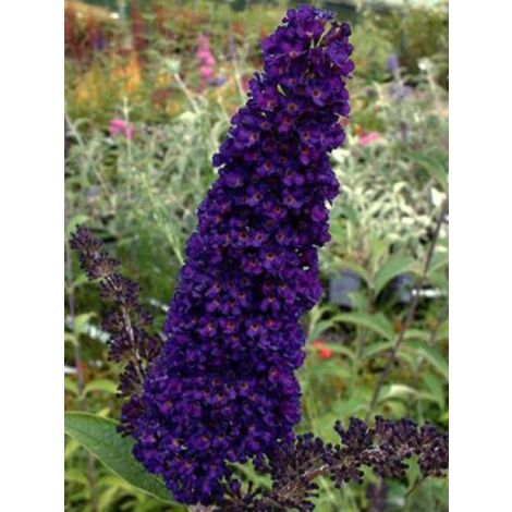 Arbre aux papillons 'Black Knight' Pot de 2L/3L (1/4)