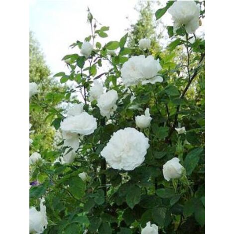Rosier ancien de Damas 'Mme Hardy' – Hauteur 150 cm – Fleur blanche parfumée – Exposition soleil/mi-ombre – Pot de 4L/5L