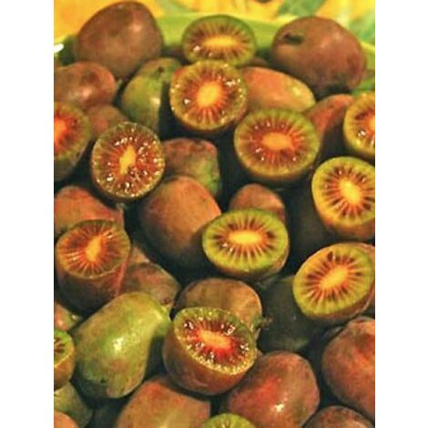 Kiwi, Kiwai 'Ken's Red' femelle Pot de 1,5L/2L