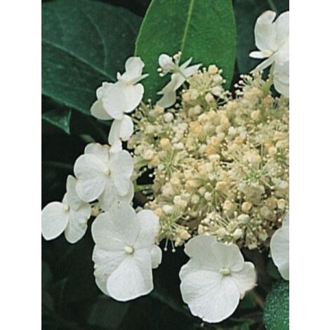 Hortensia 'Seemanii' le sachet de 200 graines (2g) (1/2)