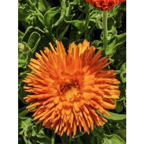 Souci des jardins 'Porcupine' le sachet de 100 graines (0,8g) (1/2)