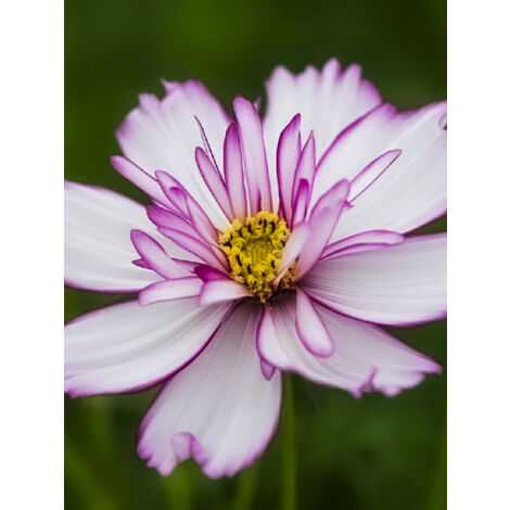 Cosmos 'Sweet Sixteen' le sachet de 50 graines (0,5g) (1/2)