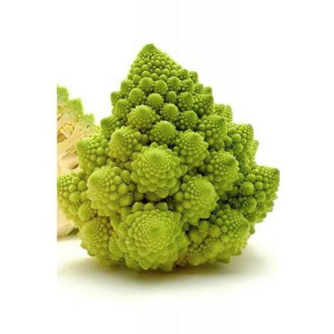 Chou 'Romanesco' sachet de 200 graines – Période de semis : printemps – Hauteur à maturité : 50 cm – Rustique jusqu'à -23°C
