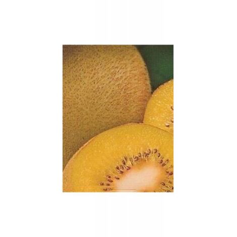 Kiwi 'Golden Delight' -mâle Pot de 1,5L/2L