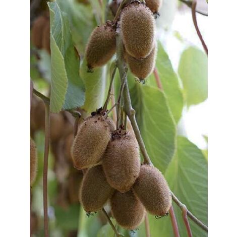 Kiwi 'Kiwidoo Femelle' Godet de 8/9 cm