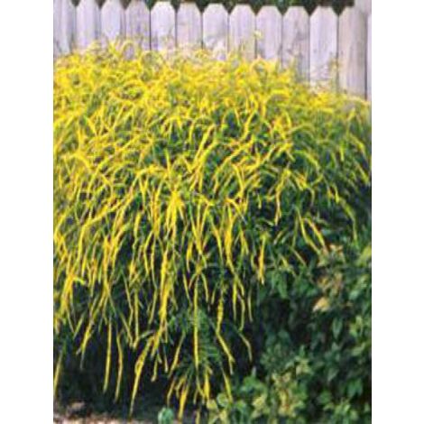 Verge d'or 'Fireworks' Godet de 8/9 cm