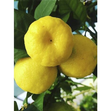 Citronnier doux 'Pursha' Pot de 4L/5L, 1/4 de tige (1/2)
