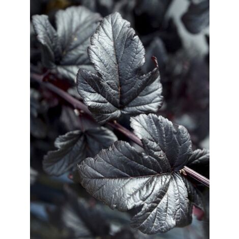 Physocarpe à feuilles d'Obier 'Black Light ' Pot de 7,5L/10L (1/3)