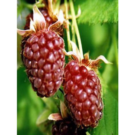 Mûrier-framboisier 'Loganberry' Pot de 1,5L/2L, Touffe (1/2)