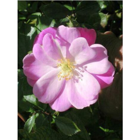 Rosier arbuste Lavender Dream® 'Interlav' Pot de 2L/3L (1/4)
