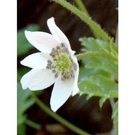 Anémone leveillei Godet de 8/9 cm (1/4)