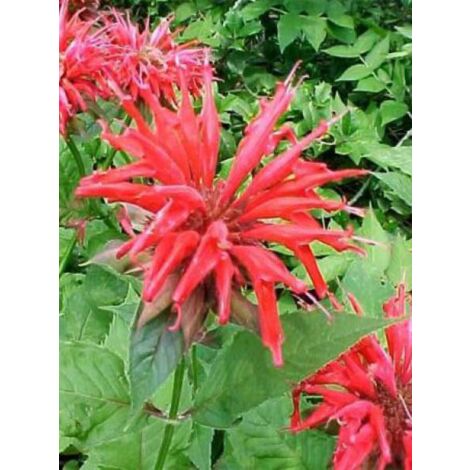 Monarde 'Gardenview Scarlet' Godet de 8/9 cm (1/2)
