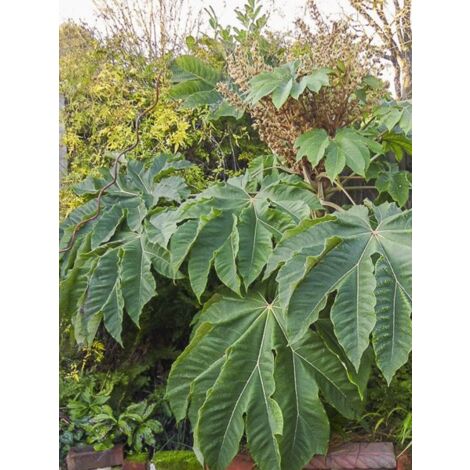 Plante à papier de riz 'Rex ' Pot de 6L/7L