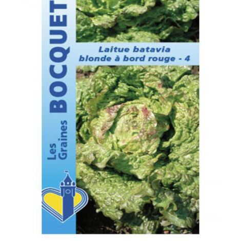Batavia 'Blonde à bords Rouge' le sachet de 2500 graines (3g) (1/2)