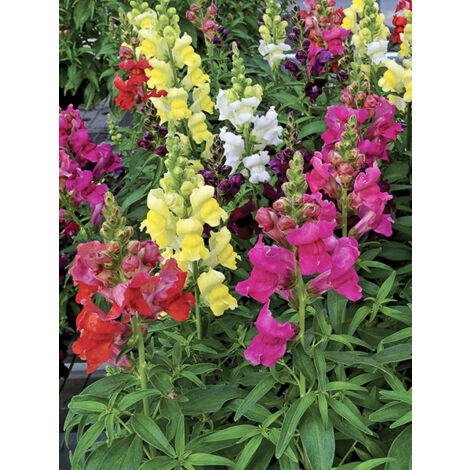 Muflier, Gueule de loup nain 'Rainbow ' le sachet de 2550 graines (0,4g) (1/2)