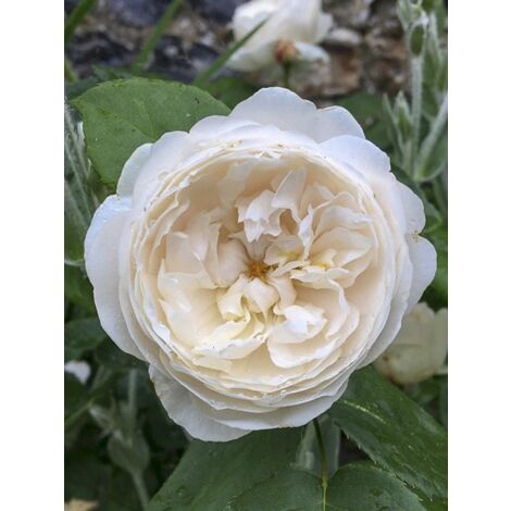 Rosier 'William and Catherine' Pot de 4L/5L (1/5)