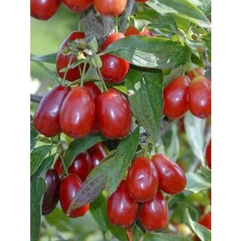Cornouiller mâle 'Kazanlak' Pot de 7,5L/10L (1/5)