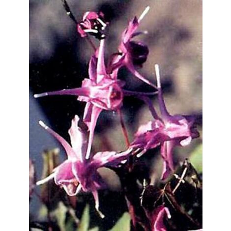 Fleur des elfes à grandes fleurs 'Lilafee' Pot de 2L/3L (1/5)